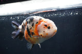 Milk Cow Ranchu  Calico 4.5 Inch (ID#1227R10c-87) Free2Day SHIPPING