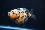 Jumbo Milk Cow Ranchu  Calico 4.5 Inch (ID#1224R9a-99)