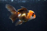 Juvenile Thai Oranda  Tricolor 3.5 Inch (ID#404T13b-62) Free2Day SHIPPING