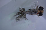 Butterfly  Calico 3.5 Inch (ID#328B8b-40) Free2Day SHIPPING