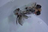Butterfly  Calico 3.5 Inch (ID#328B8b-40) Free2Day SHIPPING