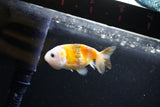 Baby Ranchu  Calico 2.5 Inch (ID#1112R9c-36) Free2Day SHIPPING