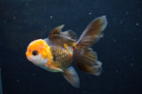 Juvenile Thai Oranda  Tricolor 3.5 Inch (ID#404T13b-62) Free2Day SHIPPING