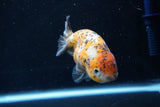 Ranchu  Calico 3.5 Inch (ID#1008R5c-79) Free2Day SHIPPING