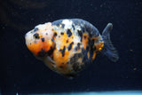 Jumbo Milk Cow Ranchu  Calico 4.5 Inch (ID#1224R9a-99)