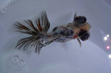 Butterfly  Calico 3.5 Inch (ID#328B8b-40) Free2Day SHIPPING