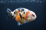 Milk Cow Ranchu  Calico 4.5 Inch (ID#1227R10c-87) Free2Day SHIPPING