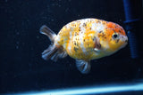 Ranchu  Calico 3.5 Inch (ID#1008R5c-79) Free2Day SHIPPING