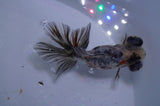 Butterfly  Calico 3.5 Inch (ID#328B8b-40) Free2Day SHIPPING