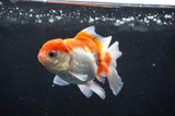 Juvenile Thai Oranda  Red White 3.5 Inch (ID#404T13b-63) Free2Day SHIPPING