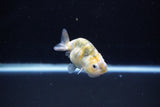 Baby Ranchu  Calico 2.5 Inch (ID#1112R9c-37) Free2Day SHIPPING