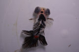 Butterfly  Calico 3.5 Inch (ID#1129B8b-55) Free2Day SHIPPING