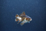 Baby Thai Oranda  Panda 2.5 Inch (ID#1015ToPTA-41) Free2Day SHIPPING