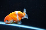 Ranchu  Sakura 3 Inch (ID#1008R5c-80) Free2Day SHIPPING