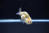 Baby Ranchu  Calico 2.5 Inch (ID#1112R9c-37) Free2Day SHIPPING