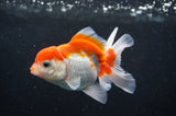 Juvenile Thai Oranda  Red White 3.5 Inch (ID#404T13b-63) Free2Day SHIPPING