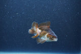 Baby Thai Oranda  Panda 2.5 Inch (ID#1015ToPTA-41) Free2Day SHIPPING