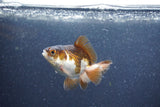 Baby Thai Oranda  Panda 2.5 Inch (ID#1015ToPTA-41) Free2Day SHIPPING