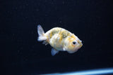 Baby Ranchu  Calico 2.5 Inch (ID#1112R9c-37) Free2Day SHIPPING