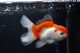 Juvenile Thai Oranda  Red White 3.5 Inch (ID#404T13b-63) Free2Day SHIPPING