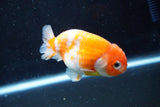 Ranchu  Sakura 3 Inch (ID#1008R5c-80) Free2Day SHIPPING