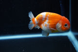 Ranchu  Sakura 3 Inch (ID#1008R5c-80) Free2Day SHIPPING