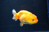 Juvenile Lionchu  Red White 3.5 Inch (ID#1008R11a-25) Free2Day SHIPPING