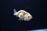 Baby Ranchu  Calico 2.5 Inch (ID#1112R9c-37) Free2Day SHIPPING