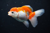 Juvenile Thai Oranda  Red White 3.5 Inch (ID#404T13b-63) Free2Day SHIPPING