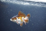 Baby Thai Oranda  Panda 2.5 Inch (ID#1015ToPTA-41) Free2Day SHIPPING