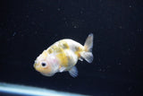 Baby Ranchu  Calico 2.5 Inch (ID#1112R9c-37) Free2Day SHIPPING