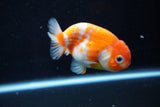 Ranchu  Sakura 3 Inch (ID#1008R5c-80) Free2Day SHIPPING