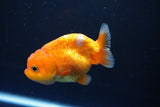 Juvenile Lionchu  Red White 3.5 Inch (ID#1008R11a-25) Free2Day SHIPPING