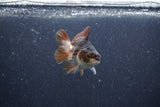 Baby Thai Oranda  Panda 2.5 Inch (ID#1015ToPTA-41) Free2Day SHIPPING