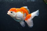 Juvenile Thai Oranda  Red White 3.5 Inch (ID#404T13b-63) Free2Day SHIPPING