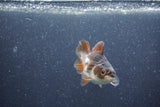 Baby Thai Oranda  Panda 2.5 Inch (ID#1015ToPTA-41) Free2Day SHIPPING