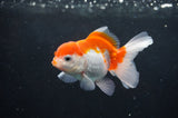 Juvenile Thai Oranda  Red White 3.5 Inch (ID#404T13b-63) Free2Day SHIPPING