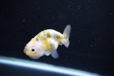 Baby Ranchu  Calico 2.5 Inch (ID#1112R9c-37) Free2Day SHIPPING