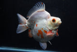 Giant Ryukin  Red White 6 Inch (ID#1220Ry7a-95)