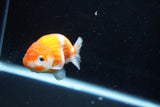 Ranchu  Sakura 3 Inch (ID#1008R5c-80) Free2Day SHIPPING