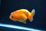 Juvenile Lionchu  Red White 3.5 Inch (ID#1008R11a-25) Free2Day SHIPPING