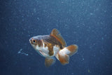 Baby Thai Oranda  Panda 2.5 Inch (ID#1015ToPTA-41) Free2Day SHIPPING