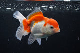 Juvenile Thai Oranda  Red White 3.5 Inch (ID#404T13b-63) Free2Day SHIPPING