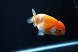 Ranchu  Sakura 3 Inch (ID#1008R5c-80) Free2Day SHIPPING