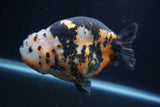 Milk Cow Ranchu  Calico 4.5 Inch (ID#1227R10c-88) Free2Day SHIPPING