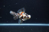 Butterfly  Calico 3.5 Inch (ID#228B8b-49) Free2Day SHIPPING