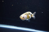 Baby Ranchu  Calico 2.5 Inch (ID#1112R9c-37) Free2Day SHIPPING