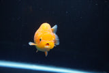 Juvenile Lionchu  Red White 3.5 Inch (ID#1008R11a-25) Free2Day SHIPPING