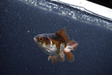 Baby Thai Oranda  Panda 2.5 Inch (ID#1015ToPTA-41) Free2Day SHIPPING