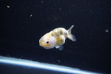 Baby Ranchu  Calico 2.5 Inch (ID#1112R9c-37) Free2Day SHIPPING